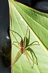 BB 08 0166 / Dolomedes fimbriatus